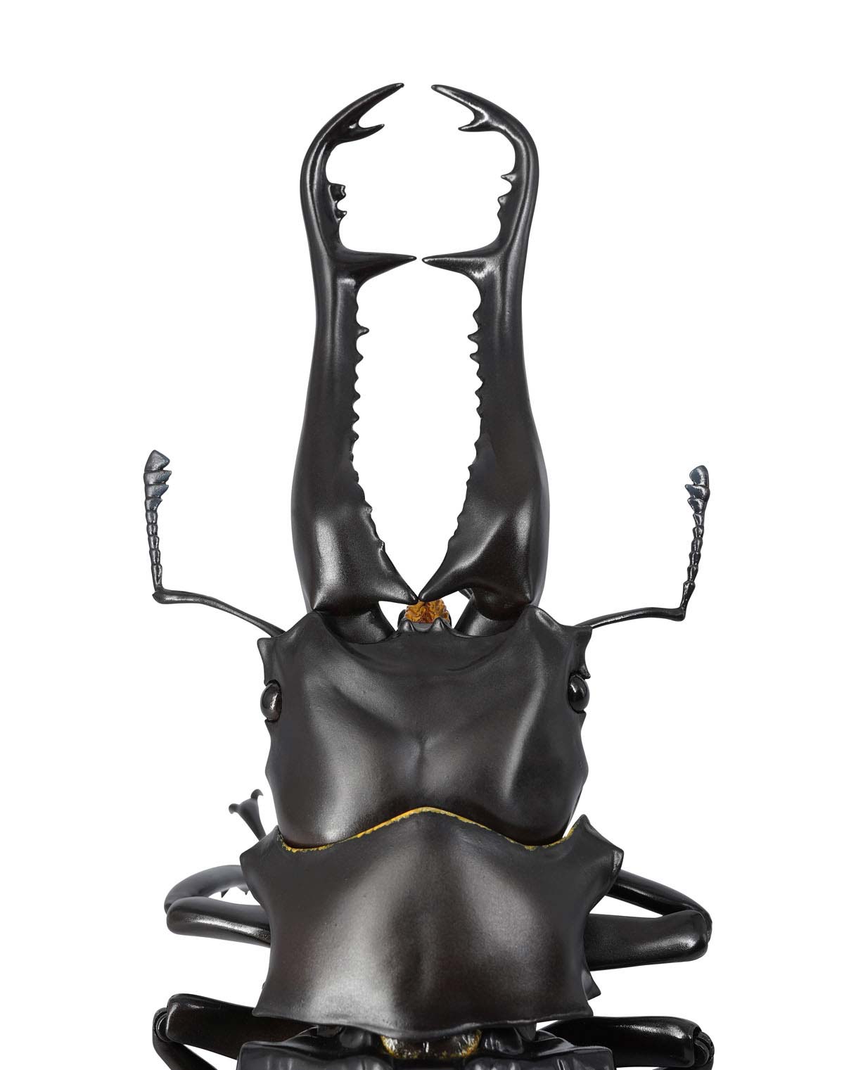 (PO) REVO GEO Prosopocoilus Giraffa - Giraffe Stag Beetle