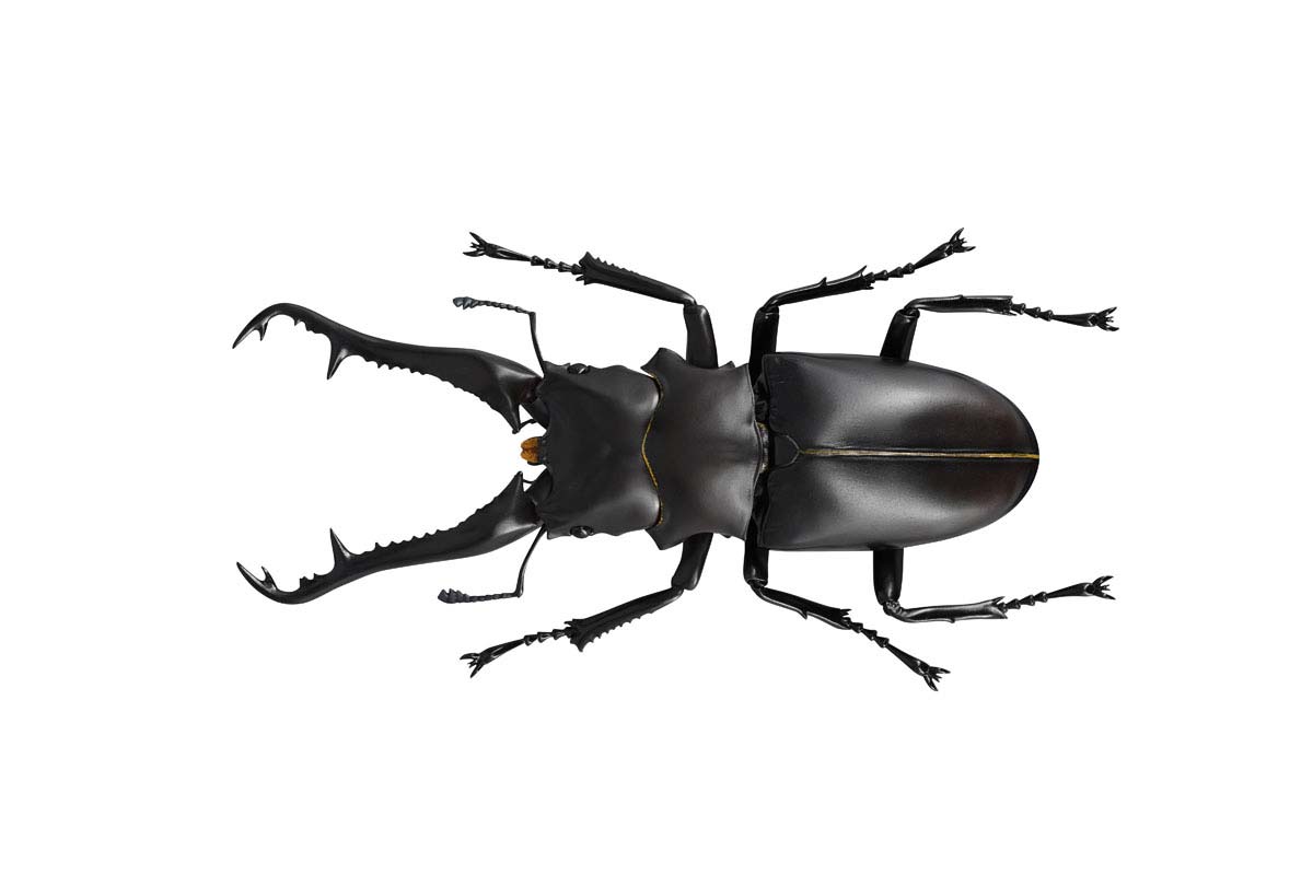 (PO) REVO GEO Prosopocoilus Giraffa - Giraffe Stag Beetle